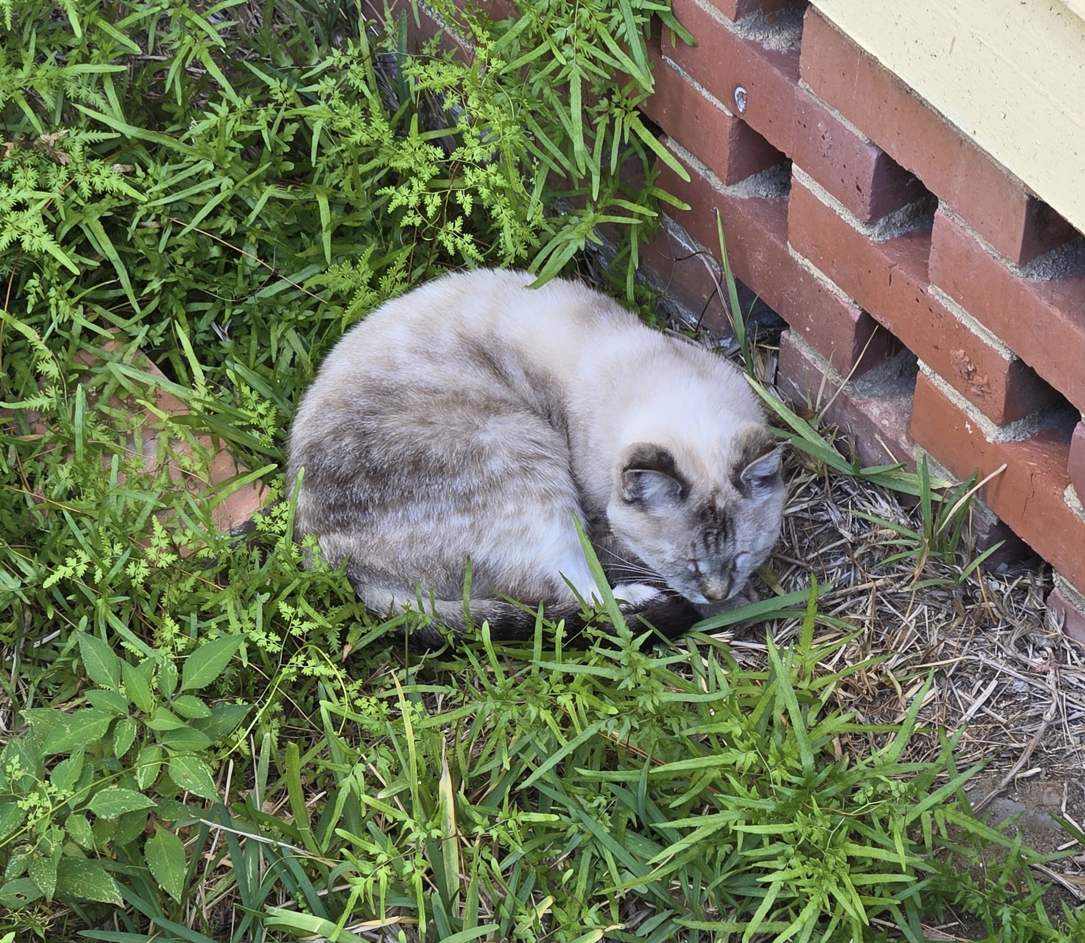 A cat curled up in the grass behind City Hall