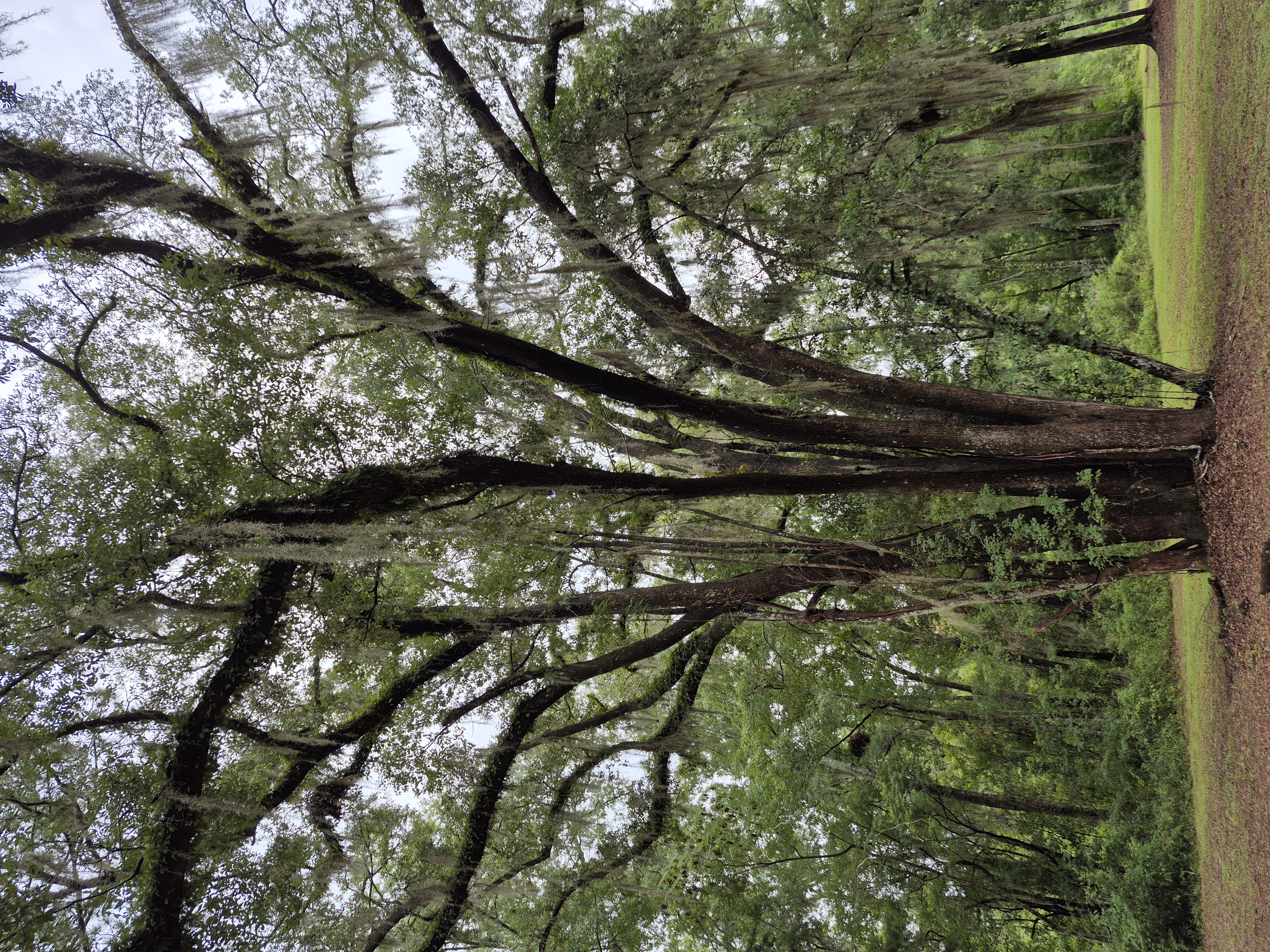 A large Live Oak Tree